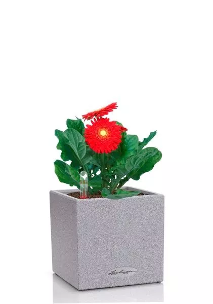 Гербера микс 12/20 см в CANTO STONE 14