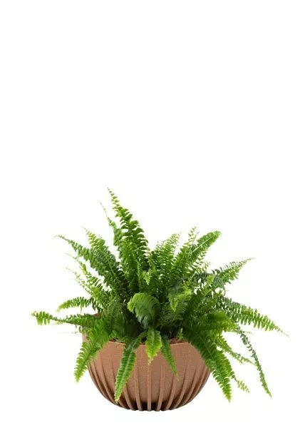 Папоротник Нефролепис Грин Леди 17/45 см в Mиске LAMELA MIRA ECO RECYCLED 240