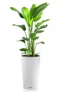 Стрелиция Николай в CILINDRO 32