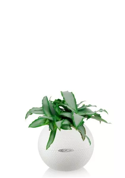 Мурдания в PURO 20