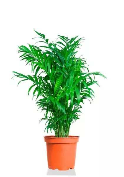 Хамедорея 21/90 см