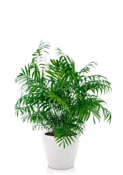 Хамедорея Элеганс 20/100 см в CLASSICO LS 28
