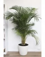 Хризалидокарпус Арека 27/170 см