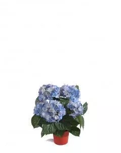 Гортензия куст тёмно-голубой в горшке