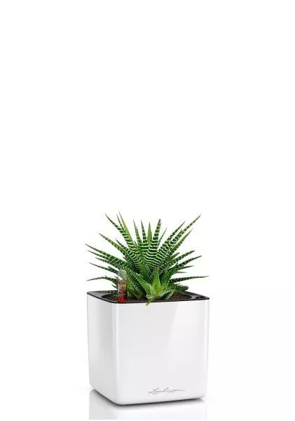 Хавортия микс 10 см в CUBE GLOSSY 14