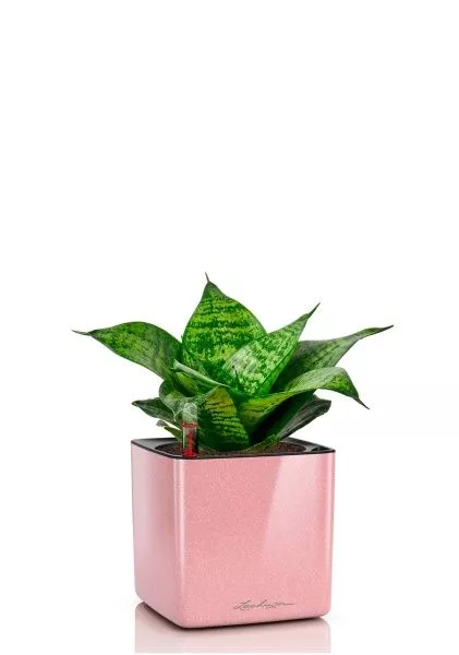 Сансевиерия Ханни 12/25 в CUBE GLOSSY KISS 14