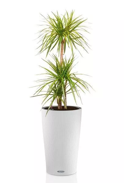 Драцена Маргината Санрей 3 ствола 27/150 см в CILINDRO COLOR 32