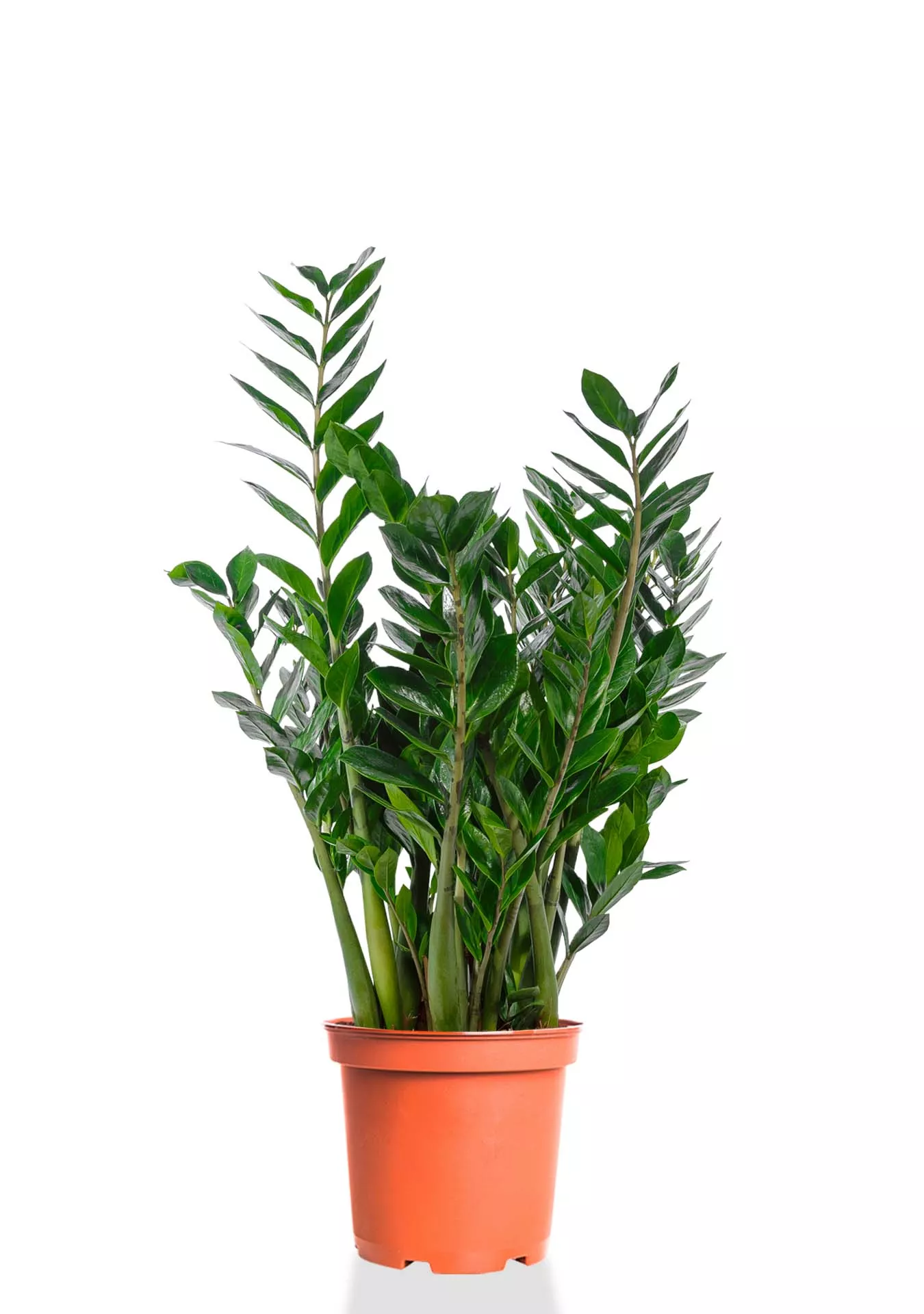 Замиокулькас 21/90 см