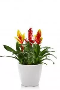 Вриезии микс CLASSICO LS 21/50 см, Белый блестящий