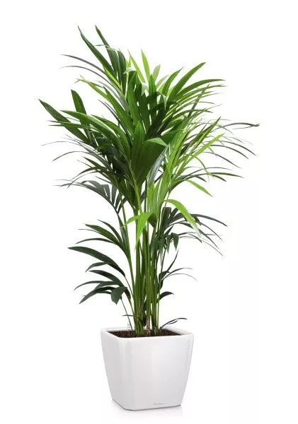 Ховея Кентия 27/160 см в QUADRO LS 28