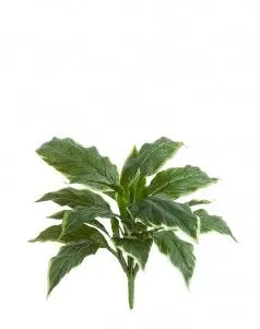 Хоста Соу Свит зелёная с белой каймой