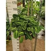 Маранта Fascinator Lemon Lime hangplant d26 см h40 см