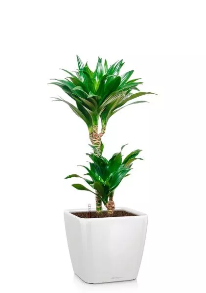 Драцена Компакта 2 ствола 19/80 см в QUADRO LS 21