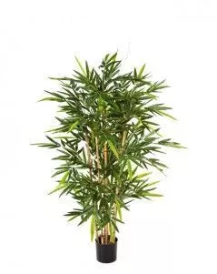 Бамбук Новый