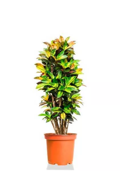 Кротон Кодиеум Миссис Айстон бранч d27 см h120 см