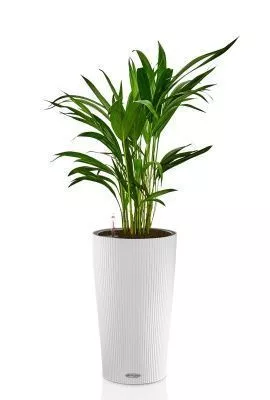 Хризалидокарпус в CILINDRO 23, белый