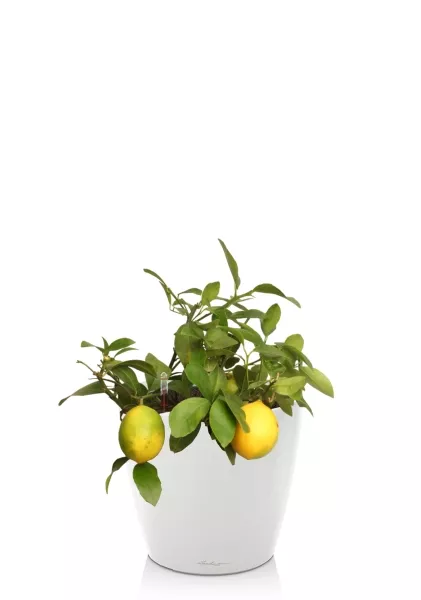 Цитрофортунелла Лимон 15/40 см в CLASSICO LS 21