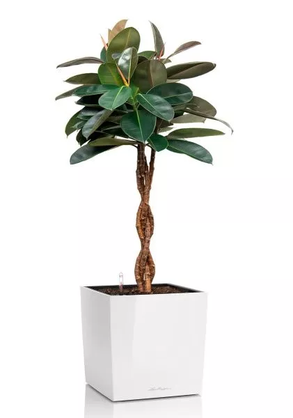 Фикус Эластика Бургунди переплетенный 27/160 см в CUBE 40