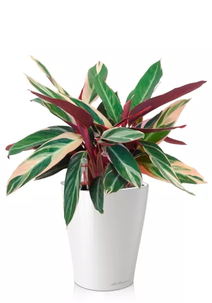 Строманта 12/40 см в DELTINI 14