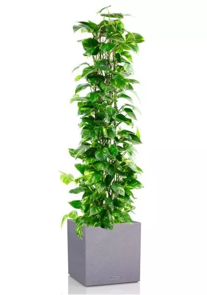 Сциндапсус Ауреум пирамида 27/160 см в CANTO STONE LOW 40