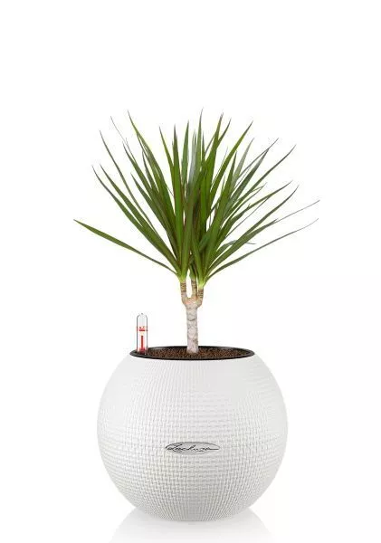 Драцена Маргината 1 ствол 12/40 см в PURO 20