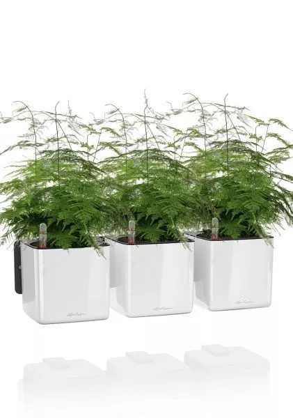 Аспарагус в ЗЕЛЕНАЯ СТЕНА Home Kit Glossy 15