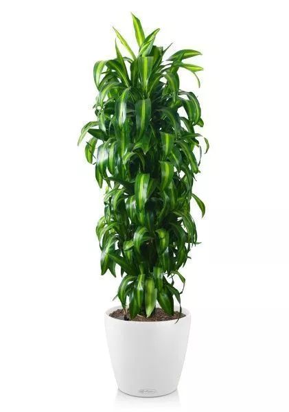 Драцена Гавайская 27/190 см в CLASSICO COLOR 35