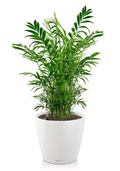 Хамедорея Элеганс 17/60 см в CLASSICO COLOR 21