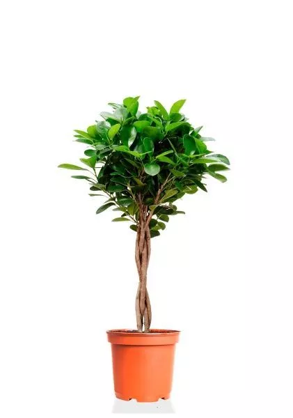 Фикус Моклейм переплетенный 17/70 см