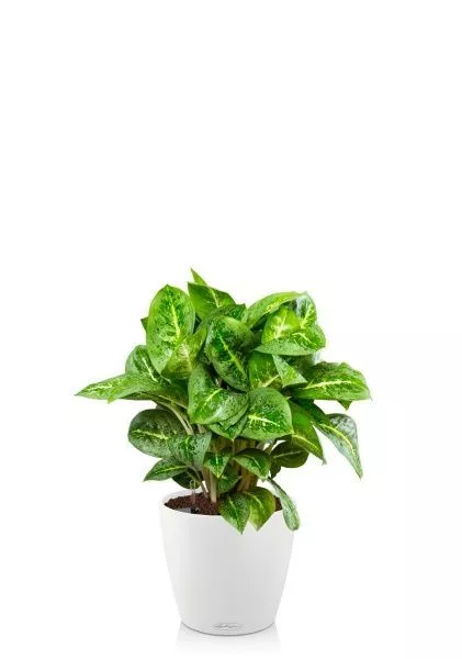 Аглаонема Лемон Минт 19/50 см в CLASSICO COLOR 28