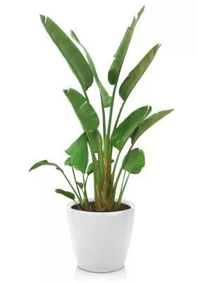 Стрелиция Николай в CLASSICO LS 50, белый блестящий