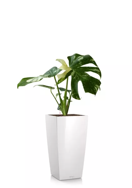 Монстера Делициоза вариегатная 15/45 см тип 1 в  CUBICO 22