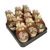 Литопс d6.5 см h8 см