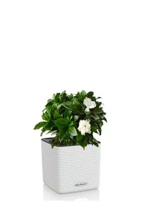 Гардения 12/30 см в CUBE COLOR 14, белый