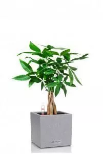 Пахира в CANTO STONE 14