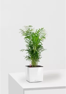 Хамедорея CUBE GLOSSY 14/35 см Белый блестящий