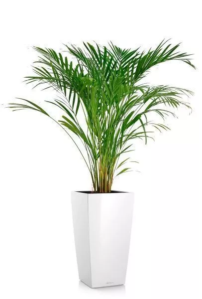 Хризалидокарпус Арека 19/120 в CUBICO 30