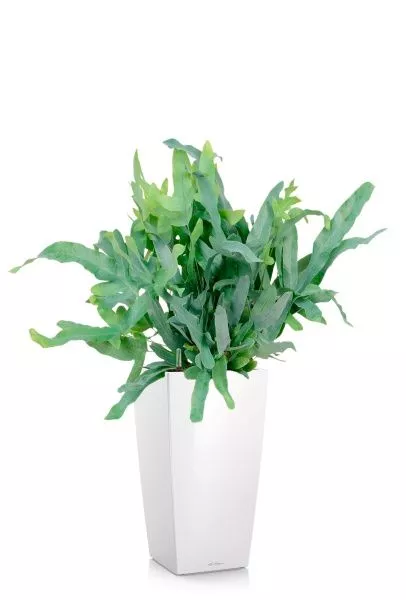 Флебодиум 24/55 см в CUBICO 30