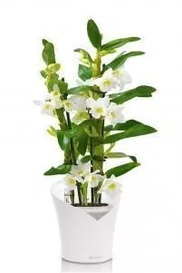 Орхидея Дендробиум белый ORCHIDEA 18/50 см, Белый матовый