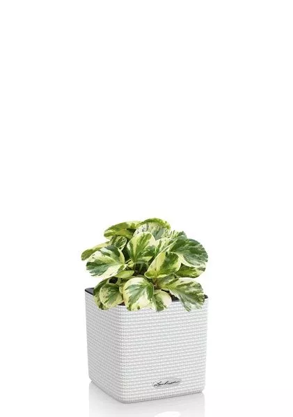 Пеперомия Биколор в CUBE COLOR 14