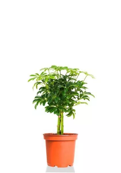 Шеффлера Компакта на штамбе 12/40 см