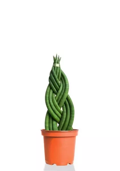 Сансевиерия Цилиндрика косичка 12/35 cм