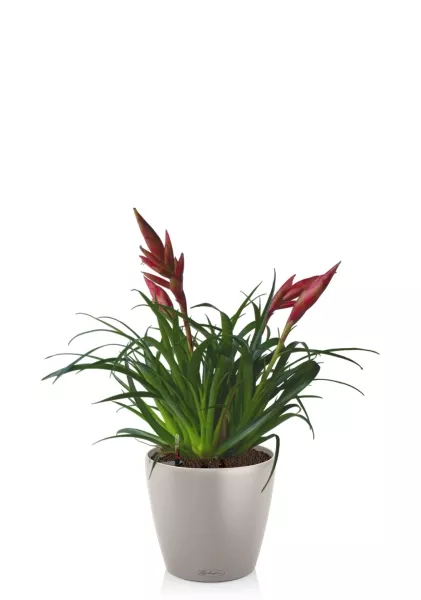 Вриезия Астрид 12/30 см в CLASSICO COLOR 18