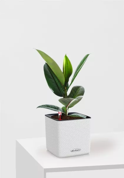 Фикус Эластика Робуста 12/40 см в CUBE COLOR 14