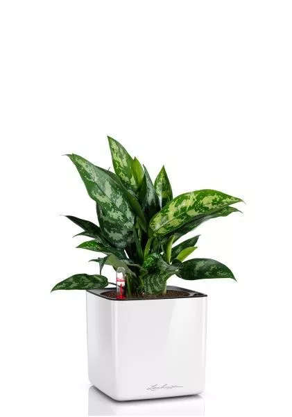 Аглаонема Мария в CUBE GLOSSY 14