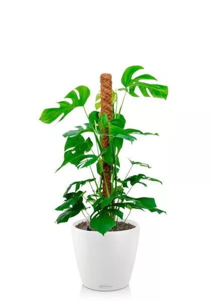 Монстера на опоре 27/130 см в CLASSICO COLOR 35