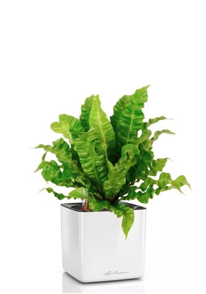 Асплениум Криспи в CUBE GLOSSY 14