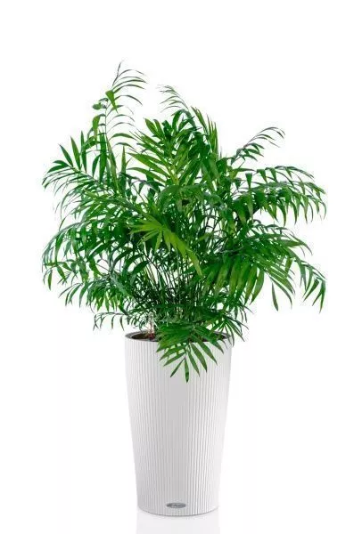 Хамедорея Элеганс 20/100 см в CILINDRO 32