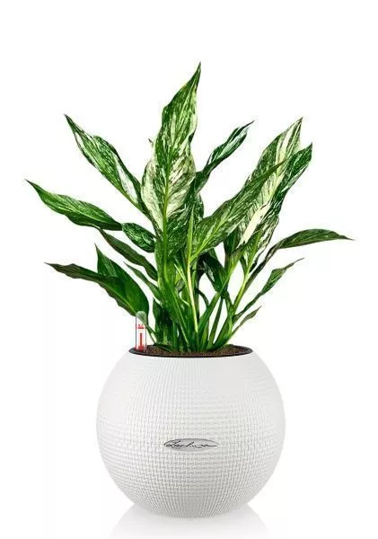 Спатифиллум вариегатный (без соцветий) 12/40 см в PURO 20