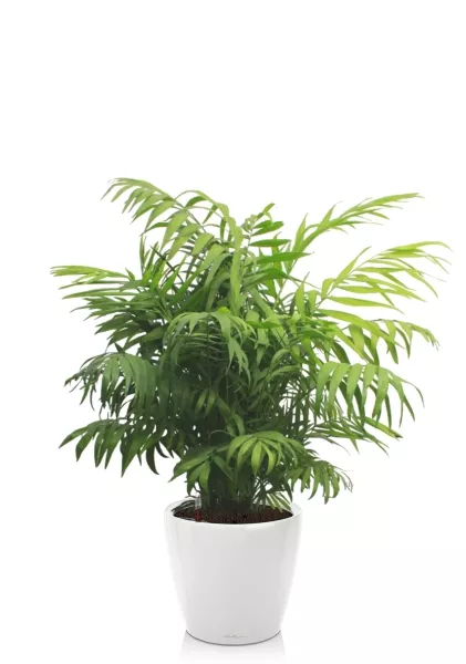 Хамедорея Элеганс 24/80 см в CLASSICO LS 28